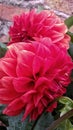 Red flowers in garden - Flores rojas en jardin