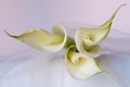 Beautiful flowers - Bud white Calla Lily; Zantedeschia Aethiopica Royalty Free Stock Photo