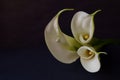 Beautiful flowers - Bud white Calla Lily; Zantedeschia Aethiopica Royalty Free Stock Photo