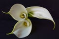 Beautiful flowers - Bud white Calla Lily; Zantedeschia Aethiopica Royalty Free Stock Photo