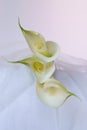 Beautiful flowers - Bud white Calla Lily; Zantedeschia Aethiopica Royalty Free Stock Photo