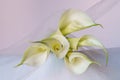 Beautiful flowers - Bud white Calla Lily; Zantedeschia Aethiopica Royalty Free Stock Photo