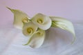 Beautiful flowers - Bud white Calla Lily; Zantedeschia Aethiopica Royalty Free Stock Photo