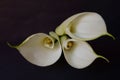 Beautiful flowers - Bud white Calla Lily; Zantedeschia Aethiopica Royalty Free Stock Photo