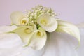 Beautiful flowers - Bud white Calla Lily; Zantedeschia Aethiopica Royalty Free Stock Photo