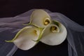 Beautiful flowers - Bud white Calla Lily; Zantedeschia Aethiopica Royalty Free Stock Photo