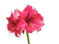 Beautiful flowers of the bulbous plant Hippeastrum. Pink flowers on a white background. Isolated hippeastrum inflorescence