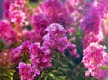 bunches of pink fowers in the garden