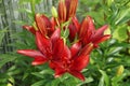 Beautiful flowers of burgundy lily Dark secret grows in an ornamental garden on a sunny summer day Royalty Free Stock Photo