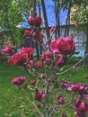 beautiful flowers burgundy magnolias blossomed in the park of the city of Kyiv
