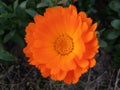 Beautiful flowers Calendula officinalis, the pot marigold, ruddles, common marigold or Scotch marigold. Royalty Free Stock Photo