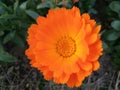 Beautiful flowers Calendula officinalis, the pot marigold, ruddles, common marigold or Scotch marigold. Royalty Free Stock Photo