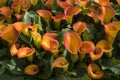 The orange flowers of the cut flower and potplant Zantedeschia x rehmanii Royalty Free Stock Photo