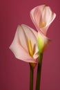 Beautiful flower calla with beautiful neon light on a pink background. Two beautiful flowers Royalty Free Stock Photo