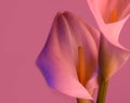 Beautiful flower calla with beautiful neon light on a pink background. Two beautiful flowers Royalty Free Stock Photo