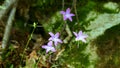 Beautiful flowers Campanula Patula colors purple