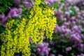 Beautiful flowers of Caragana arborescens or yellow acacia closeup Royalty Free Stock Photo