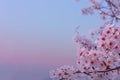 Beautiful flowers Cherry blossom in spring softly blurred background