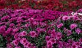 Beautiful flowers of chrysanthemums