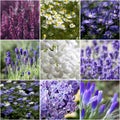 Beautiful flowers collage Royalty Free Stock Photo