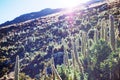 Flowers in Cordillera