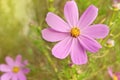 Beautiful flowers cosmos