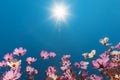 Beautiful flowers cosmos against the blue sky