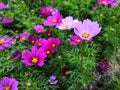 Beautiful flowers Cosmos bipinnatus, commonly called the garden Royalty Free Stock Photo