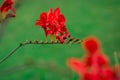 Beautiful flowers of Crocosmia Lucifer Royalty Free Stock Photo