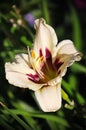 Beautiful flowers cultivated in european gardens. blooming cream day-lily ( lily ) compared to other plants in the garden. Royalty Free Stock Photo