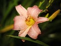 Beautiful flowers cultivated in european gardens. blooming pink day-lily ( lily ) compared to other plants in the garden. Royalty Free Stock Photo