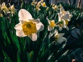 Beautiful flowers of daffodils bloom in the garden. Royalty Free Stock Photo