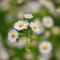 Beautiful flowers - daisies. Summer nature background with flowers