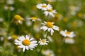 Beautiful flowers - daisies. Summer nature background with flowers