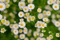 Beautiful flowers - daisies. Summer nature background with flowers