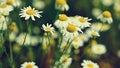 Beautiful flowers - daisies. Summer nature background with flowers