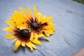 Beautiful flowers on dark wooden table background. Backdrop with copy space Royalty Free Stock Photo