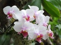 Beautiful flowers with delicate white petals and small pink flowers around the pistil. It looks very fresh and original.