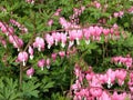 Beautiful flowers of Dicentra spectabilis