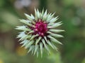 Beautiful flowers of different colors with pollinating insects macro natural fence