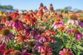 The beautiful flowers of Echinacea purpurea \'Sombrero Pink\', in close up, in a natural outdoor setting. Cone flower Royalty Free Stock Photo