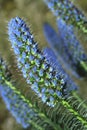 Beautiful flowers echium fastuosum in garden