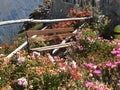 Beautiful flowers on the edge of the precipice