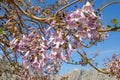 Beautiful flowers of Empress tree ( Paulownia tomentosa )