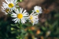 Beautiful flowers of Erigeron annuus with white petals and a yellow core against a blurred background in the rays of the autumn