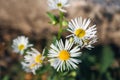 Beautiful flowers of Erigeron annuus with white petals and a yellow core against a blurred background in the rays of the sun