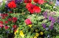 Beautiful flowers in a european garden in different colors