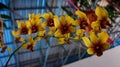 beautiful flowers even in the house and minimal sunlight