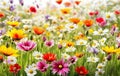 Beautiful flowers on the field close-up Royalty Free Stock Photo