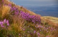 Beautiful flowers in the field. Sunset in the steppe, a beautiful evening sky with clouds, plato Ukok, no one around, Altai